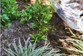 sodding mulching new construction maintenance 