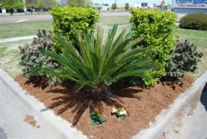 commercial lawn landscaping lafayette la