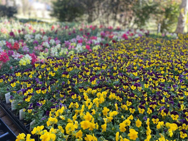 Flowers Lafayette, La